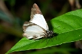 HESPERIIDAE, Heliopetes